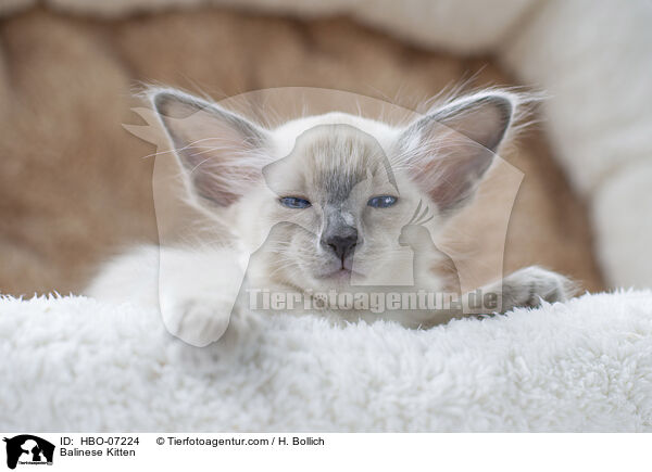 Balinese Ktzchen / Balinese Kitten / HBO-07224