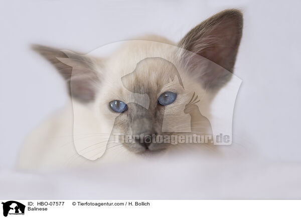 Balinese / Balinese / HBO-07577