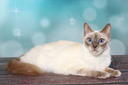 lying Balinese