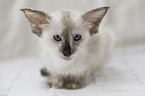 Balinese kitten