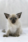 Balinese kitten