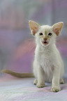Balinese Kitten