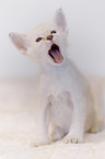 Balinese Kitten