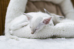 lying Balinese Kitten