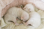 lying Balinese Kitten