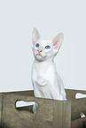white Balinese