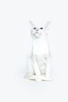 white Balinese