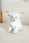 Balinese Kitten