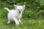 Balinese kitten in grass