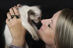 Balinese Kitten