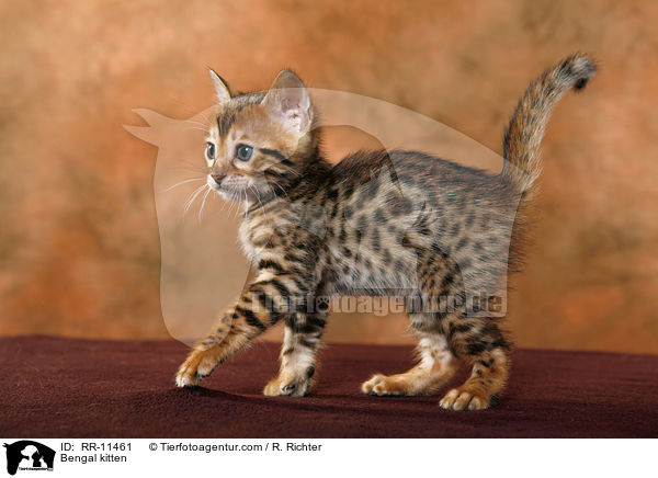 Bengal kitten / RR-11461