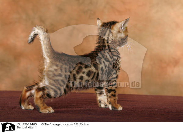 Bengal kitten / RR-11463