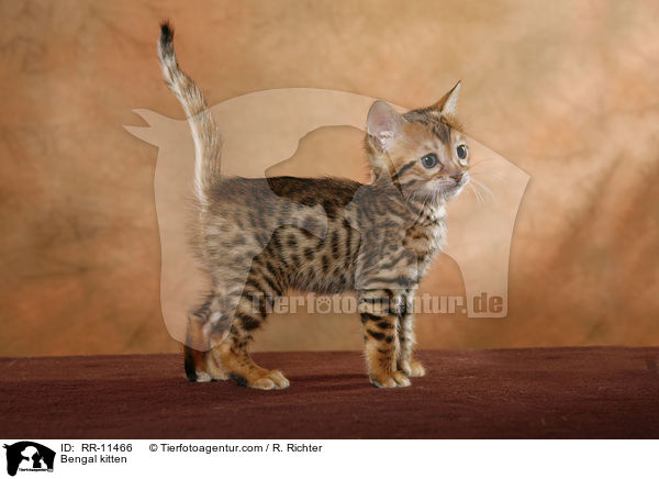 Bengal kitten / RR-11466