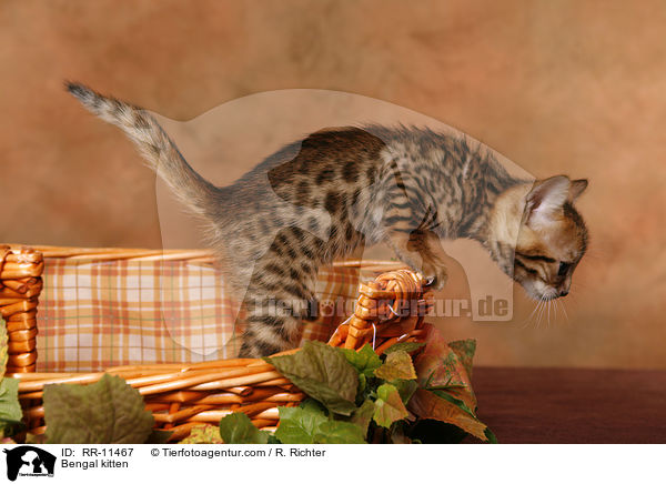Bengal kitten / RR-11467