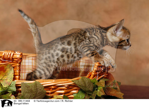 Bengal kitten / RR-11468