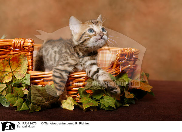 Bengal kitten / RR-11470