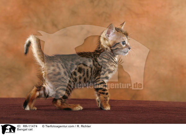 Bengal cat / RR-11474
