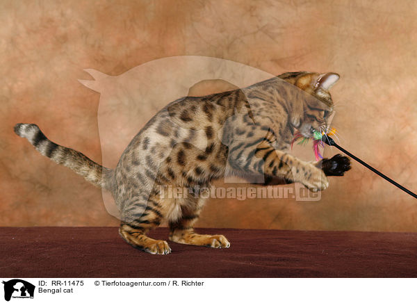 Bengal Katze / Bengal cat / RR-11475