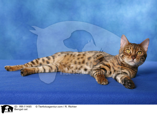 Bengal Katze / Bengal cat / RR-11495