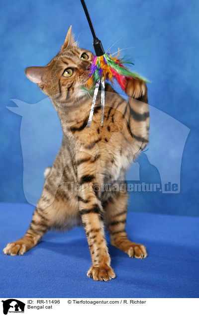 Bengal Katze / Bengal cat / RR-11496