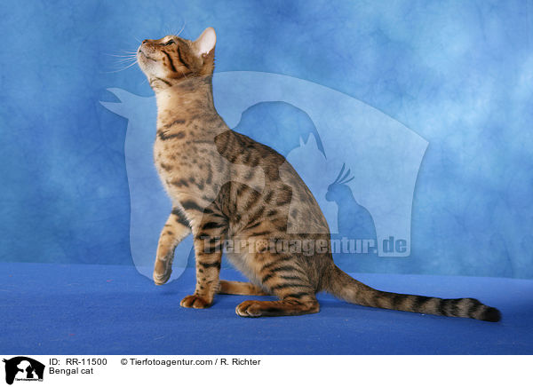 Bengal Katze / Bengal cat / RR-11500