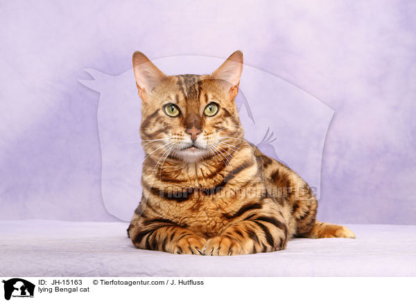 lying Bengal cat / JH-15163