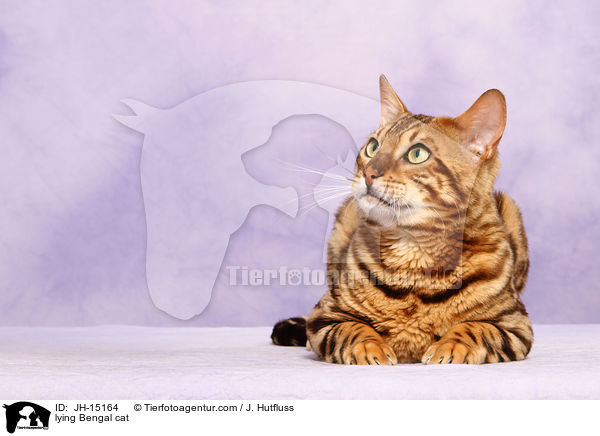lying Bengal cat / JH-15164