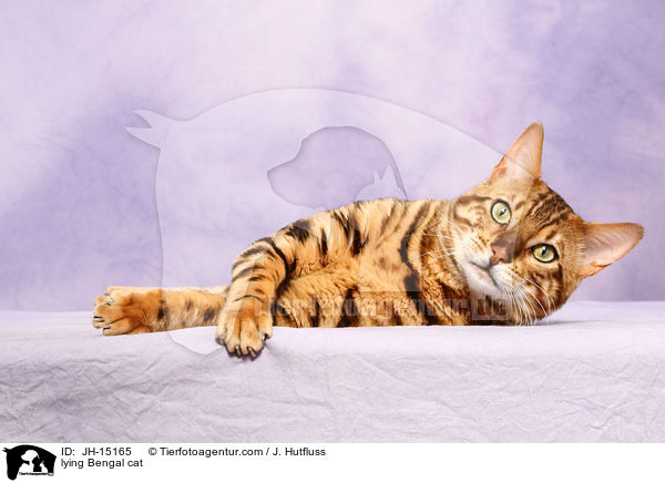 lying Bengal cat / JH-15165