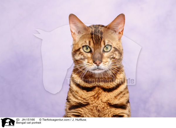Bengal cat portrait / JH-15166