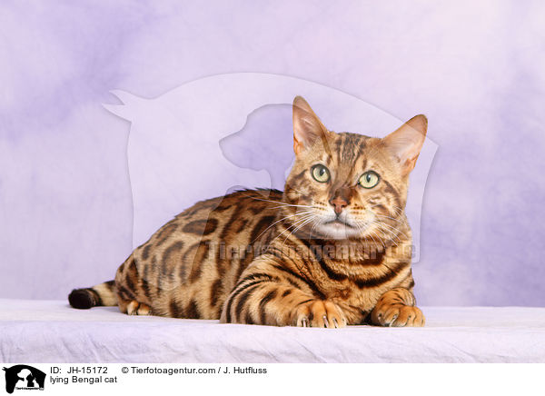 lying Bengal cat / JH-15172