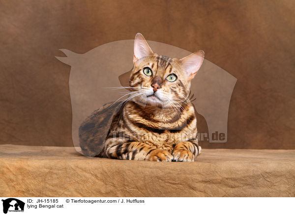 lying Bengal cat / JH-15185