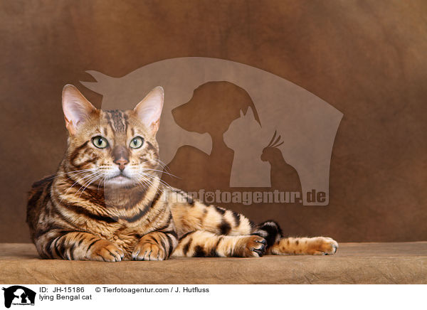 lying Bengal cat / JH-15186