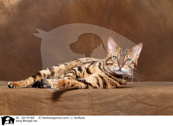 lying Bengal cat / JH-15188