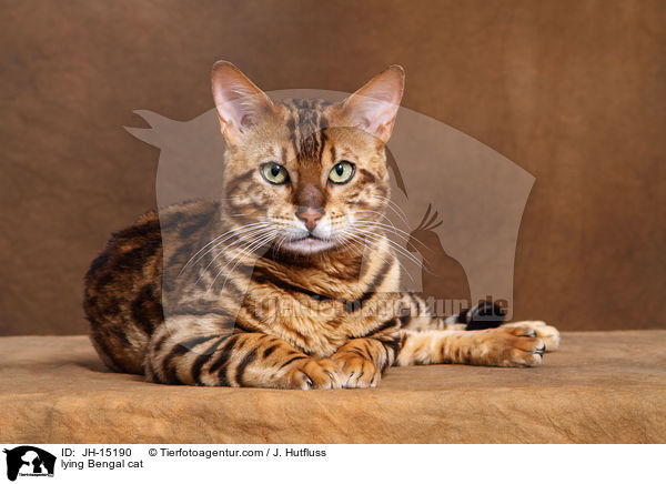 lying Bengal cat / JH-15190
