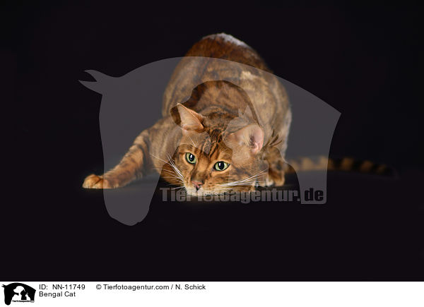 Bengal Katze / Bengal Cat / NN-11749
