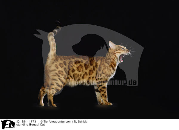 stehende Bengal Katze / standing Bengal Cat / NN-11773