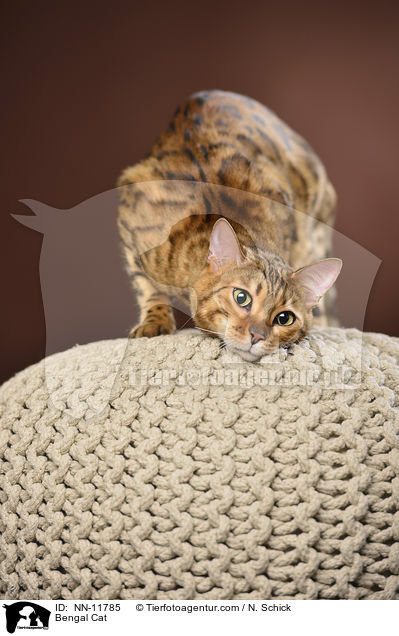 Bengal Katze / Bengal Cat / NN-11785