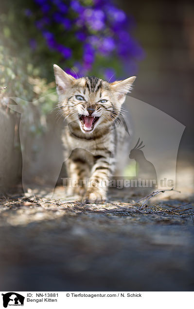 Bengal Ktzchen / Bengal Kitten / NN-13881