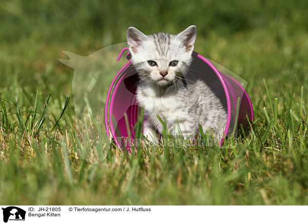 Bengal Ktzchen / Bengal Kitten / JH-21805