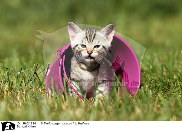 Bengal Ktzchen / Bengal Kitten / JH-21814
