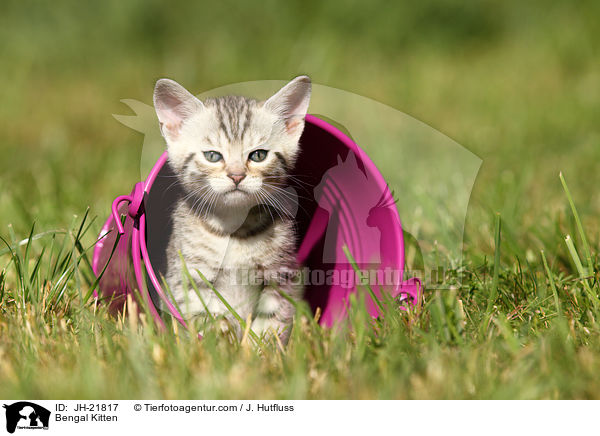 Bengal Ktzchen / Bengal Kitten / JH-21817