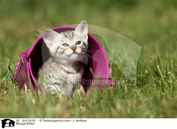 Bengal Ktzchen / Bengal Kitten / JH-21819