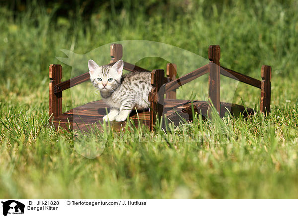 Bengal Ktzchen / Bengal Kitten / JH-21828