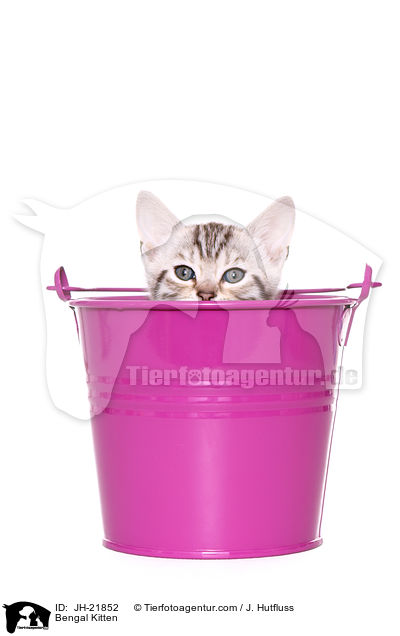 Bengal Ktzchen / Bengal Kitten / JH-21852
