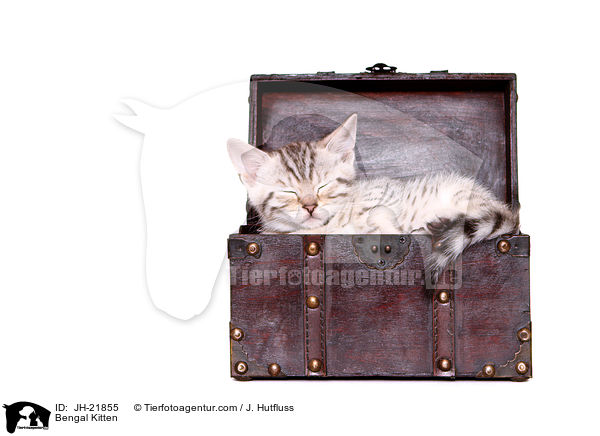 Bengal Ktzchen / Bengal Kitten / JH-21855