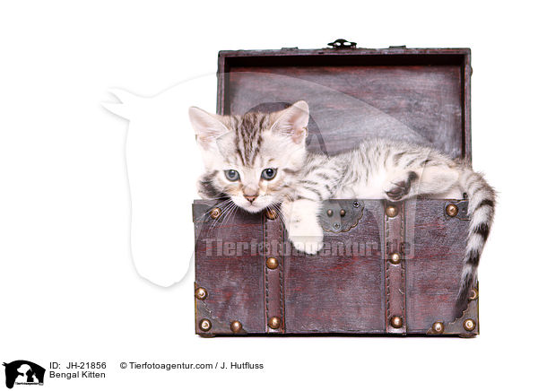 Bengal Ktzchen / Bengal Kitten / JH-21856