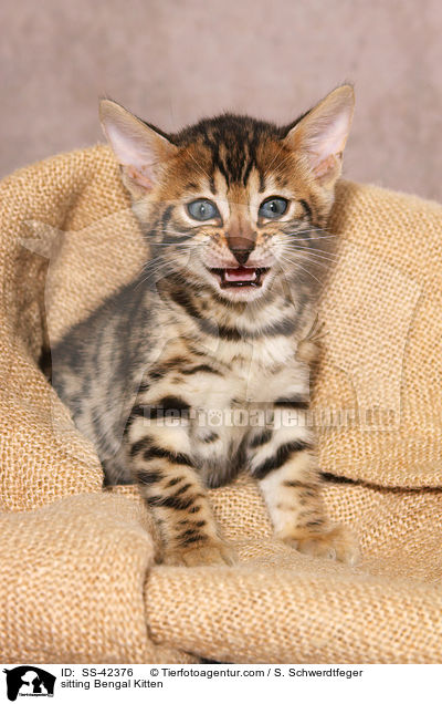sitzendes Bengal Ktzchen / sitting Bengal Kitten / SS-42376