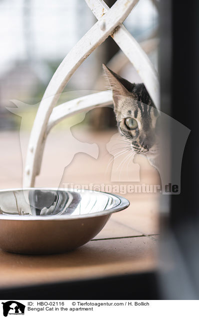 Bengale in der Wohnung / Bengal Cat in the apartment / HBO-02116
