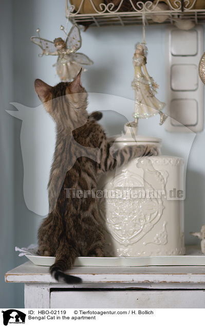 Bengale in der Wohnung / Bengal Cat in the apartment / HBO-02119