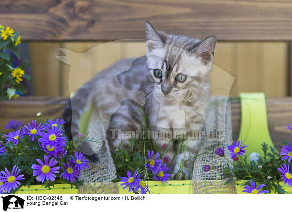 junge Bengale / young Bengal Cat / HBO-02546